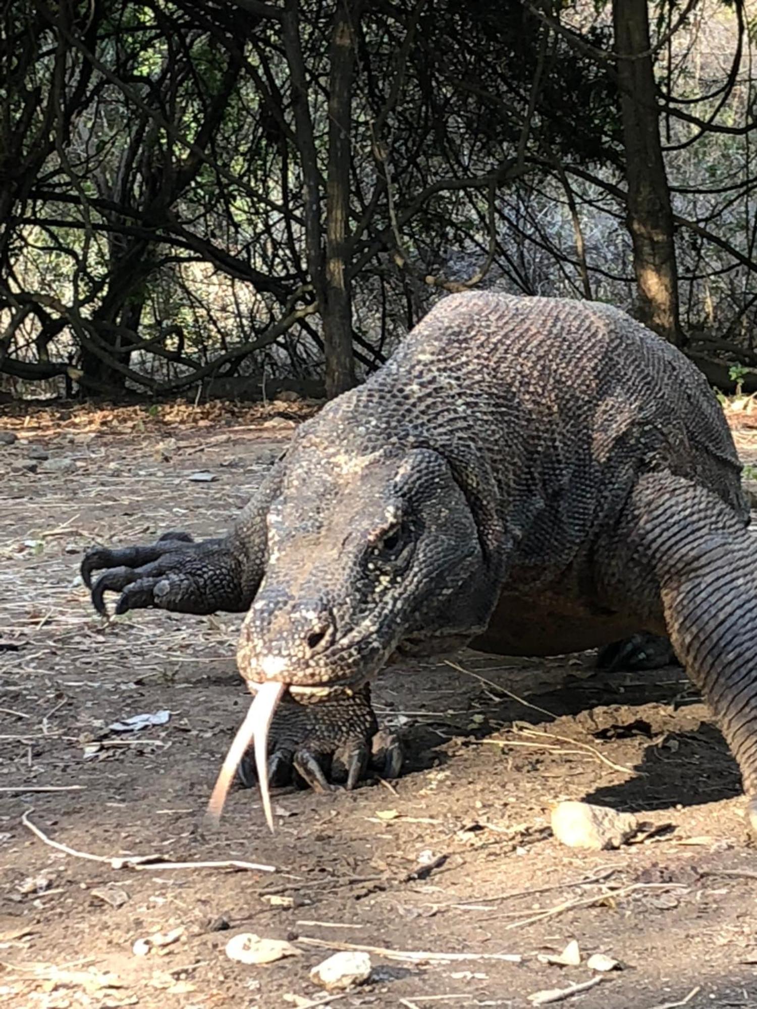 Dua Putri Komodo Homestay Εξωτερικό φωτογραφία