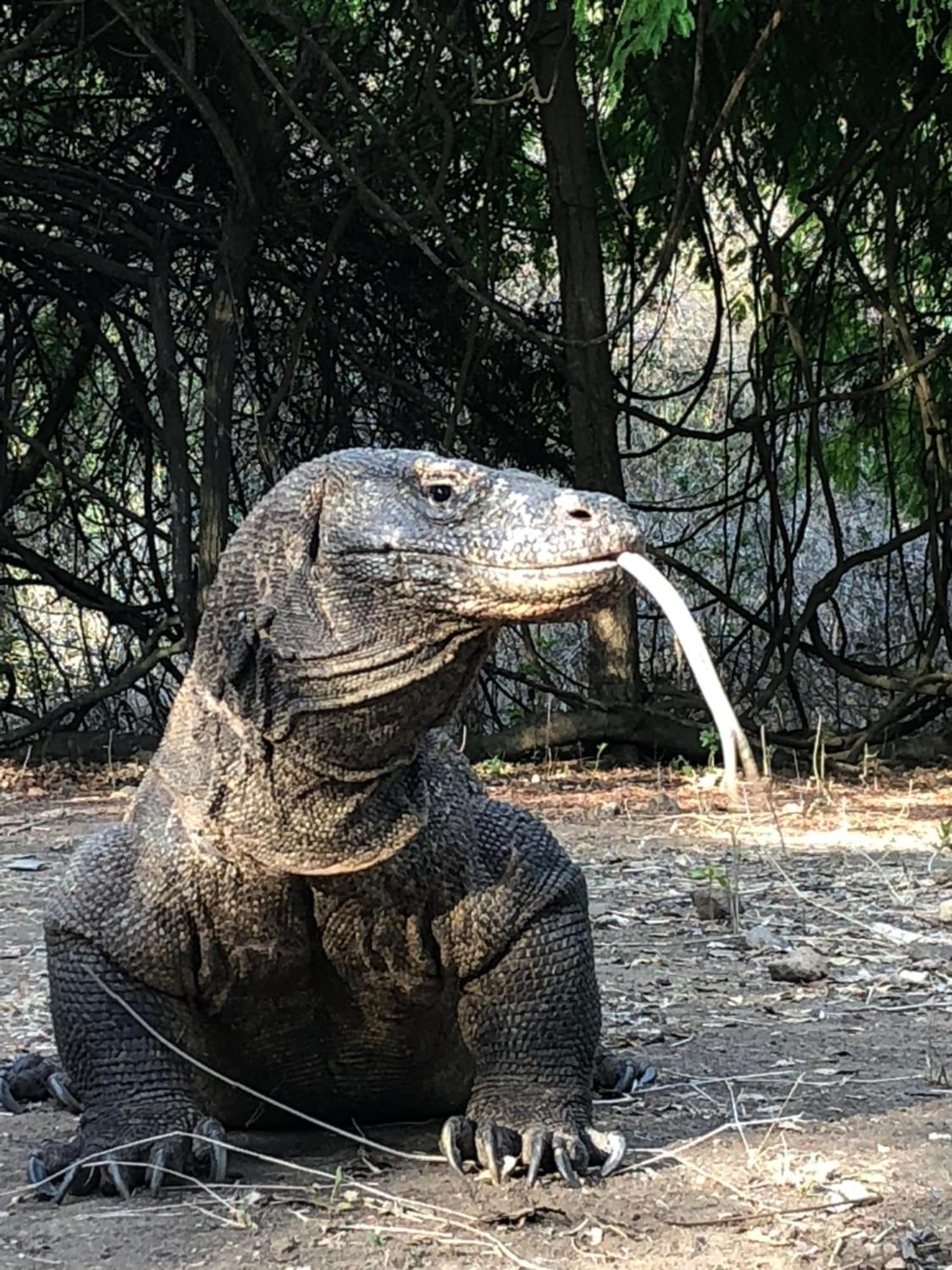Dua Putri Komodo Homestay Εξωτερικό φωτογραφία