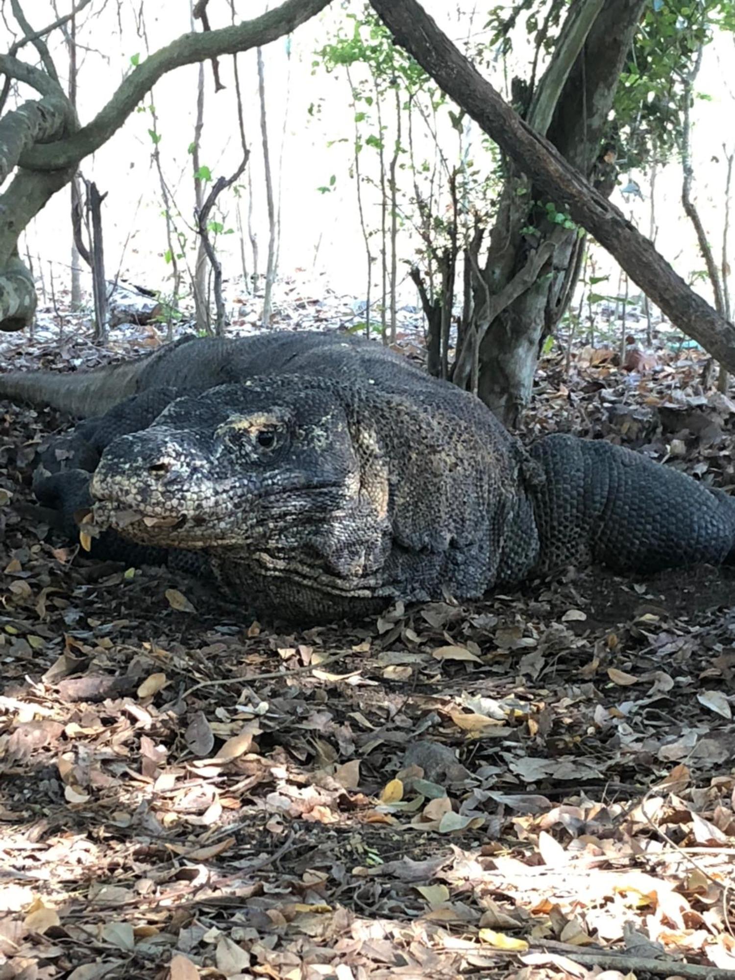 Dua Putri Komodo Homestay Εξωτερικό φωτογραφία
