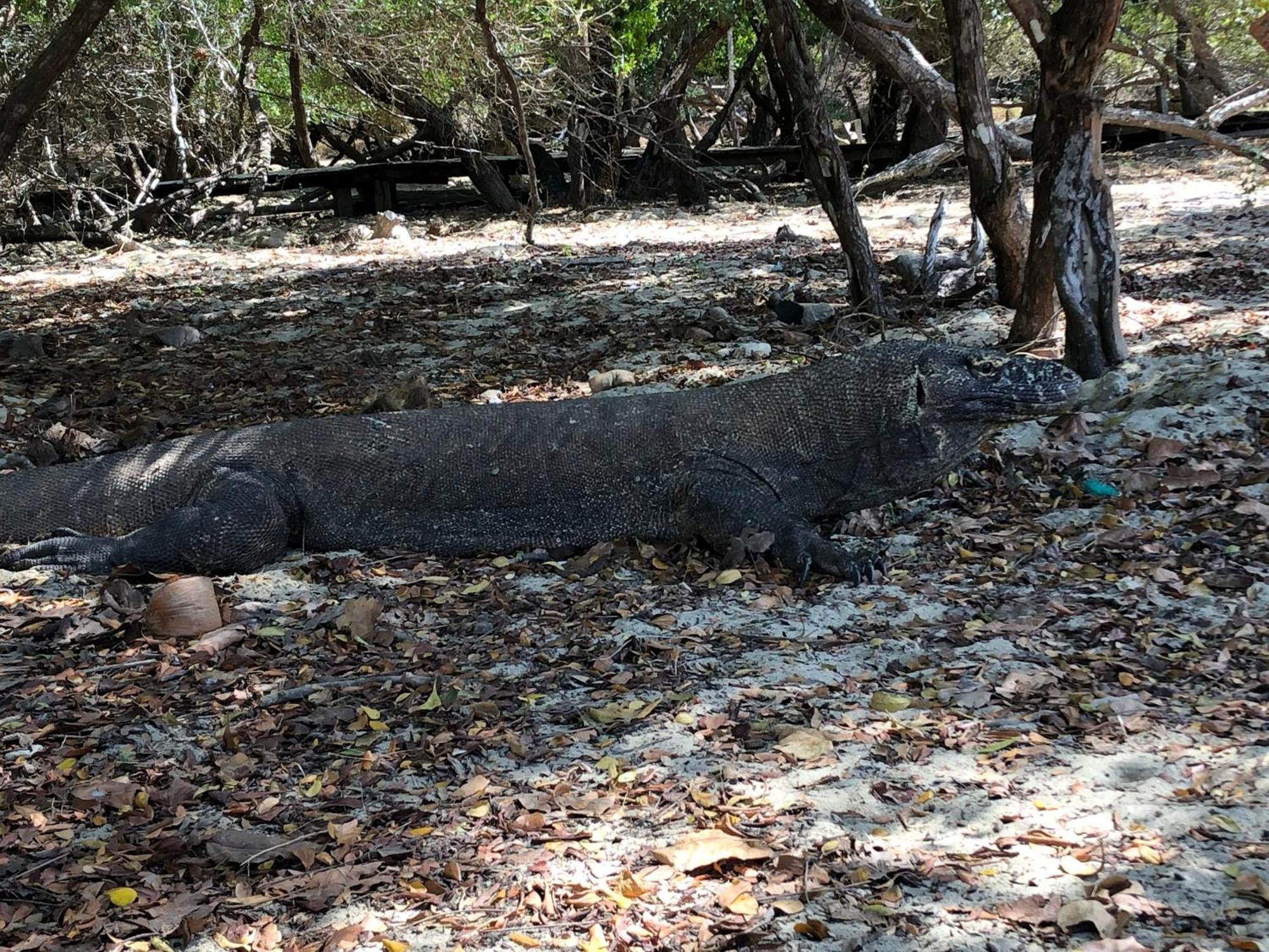 Dua Putri Komodo Homestay Εξωτερικό φωτογραφία